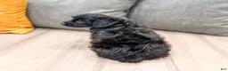 Yorkiepoo dogs for sale: Tonya - Ad 5