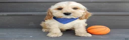 Cockapoo dogs for sale: Shawn - Ad 5