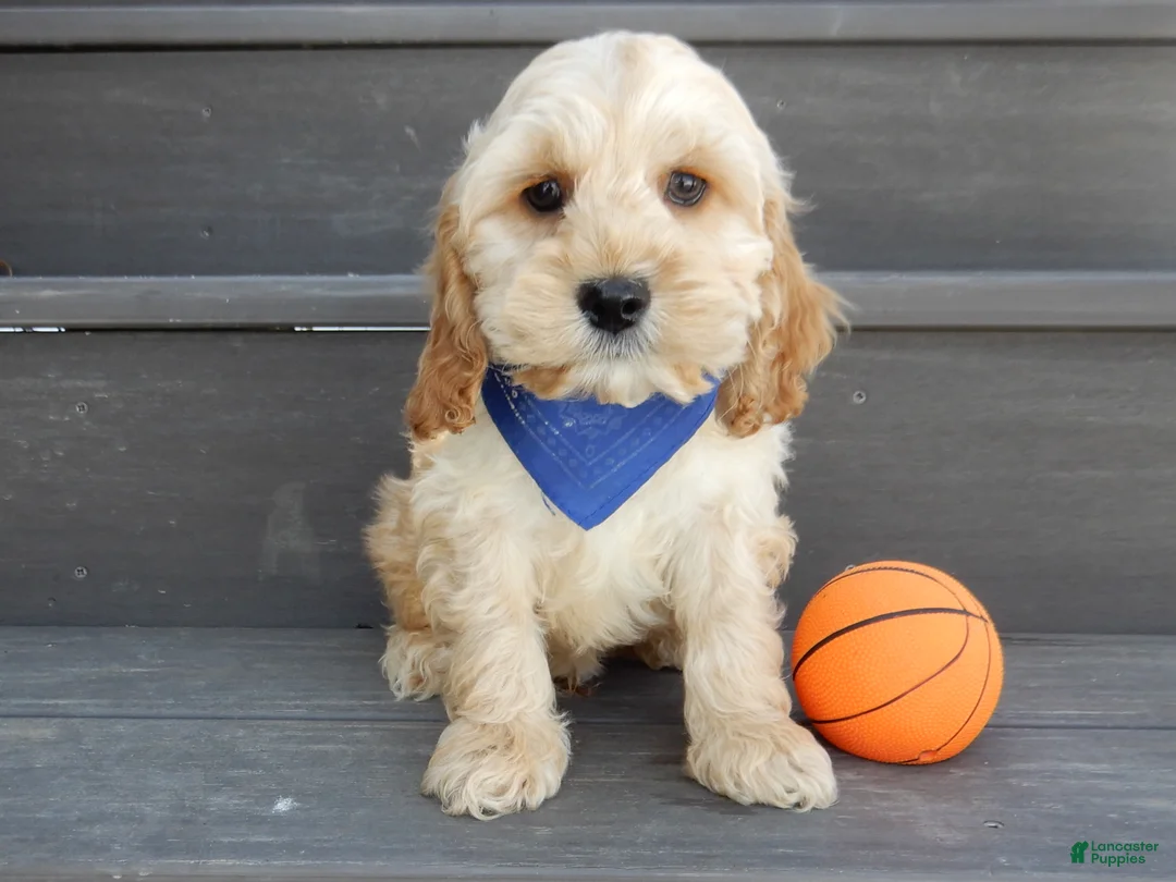 Cockapoo dogs for sale: Shawn - Ad 5