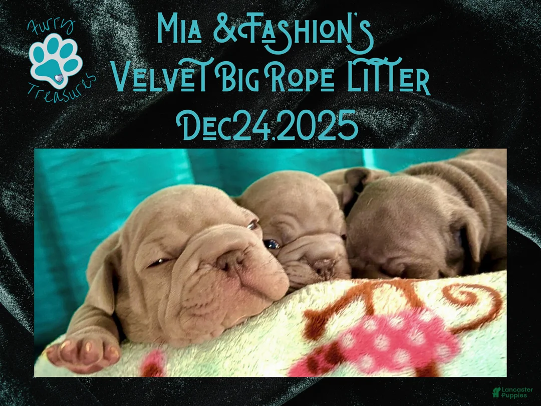 French Bulldog dogs for sale: Prestyn “Orange” Collar Male - Ad 15