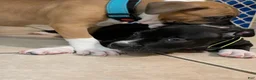 American Pit Bull Terrier dogs for sale: Midnight - Ad 5