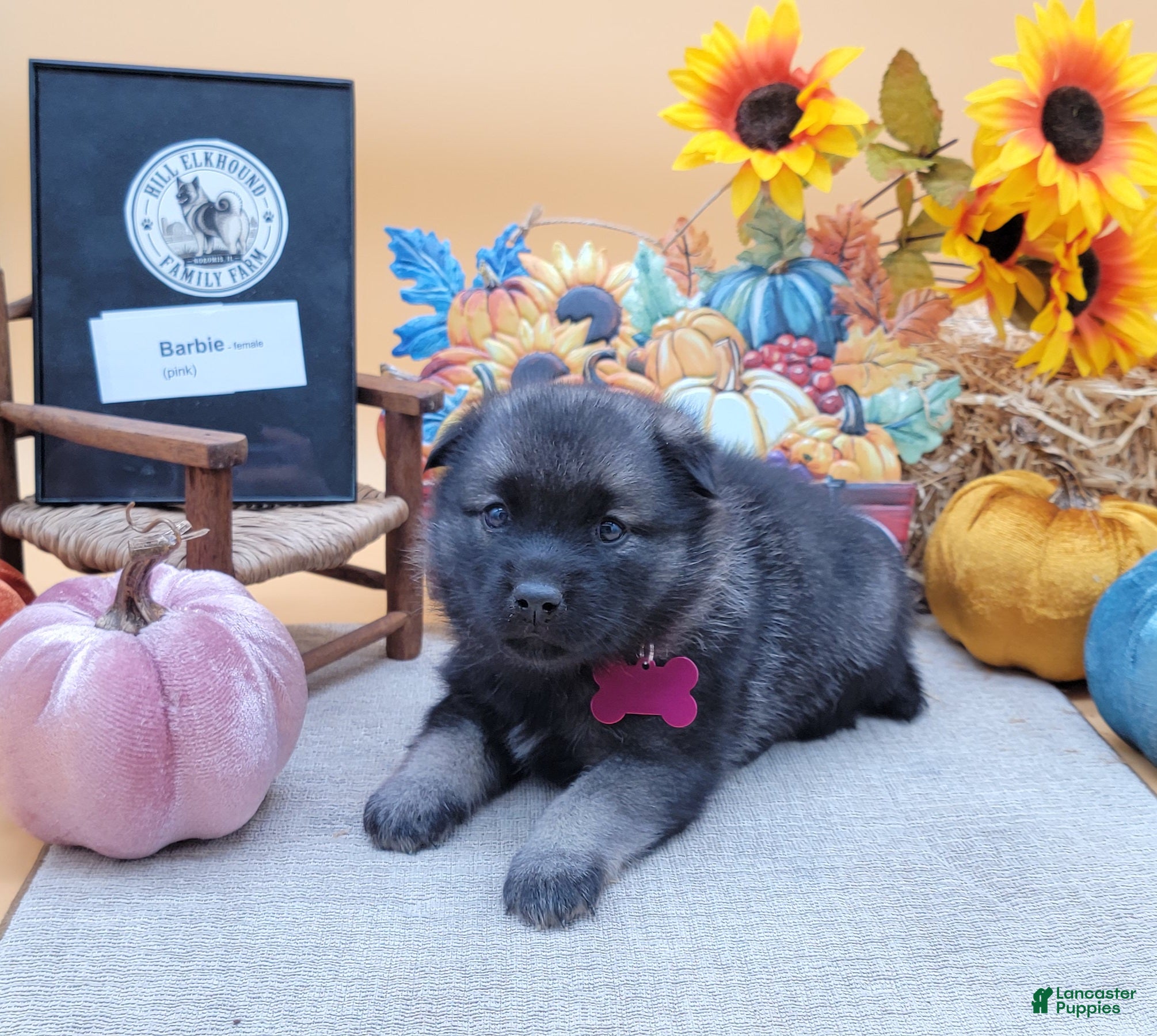 Norwegian Elkhound dogs Barbie - Ad 1