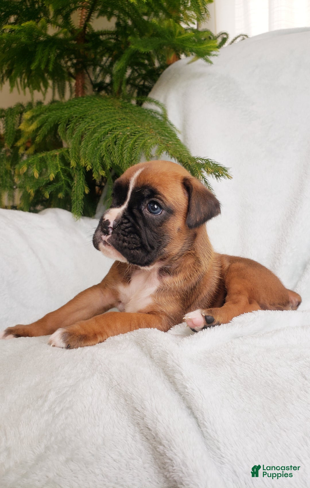 Boxer dogs for sale: Sheila - Ad 5