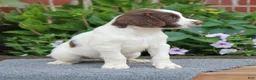 English Springer Spaniel dogs for sale: Dodge - Ad 5