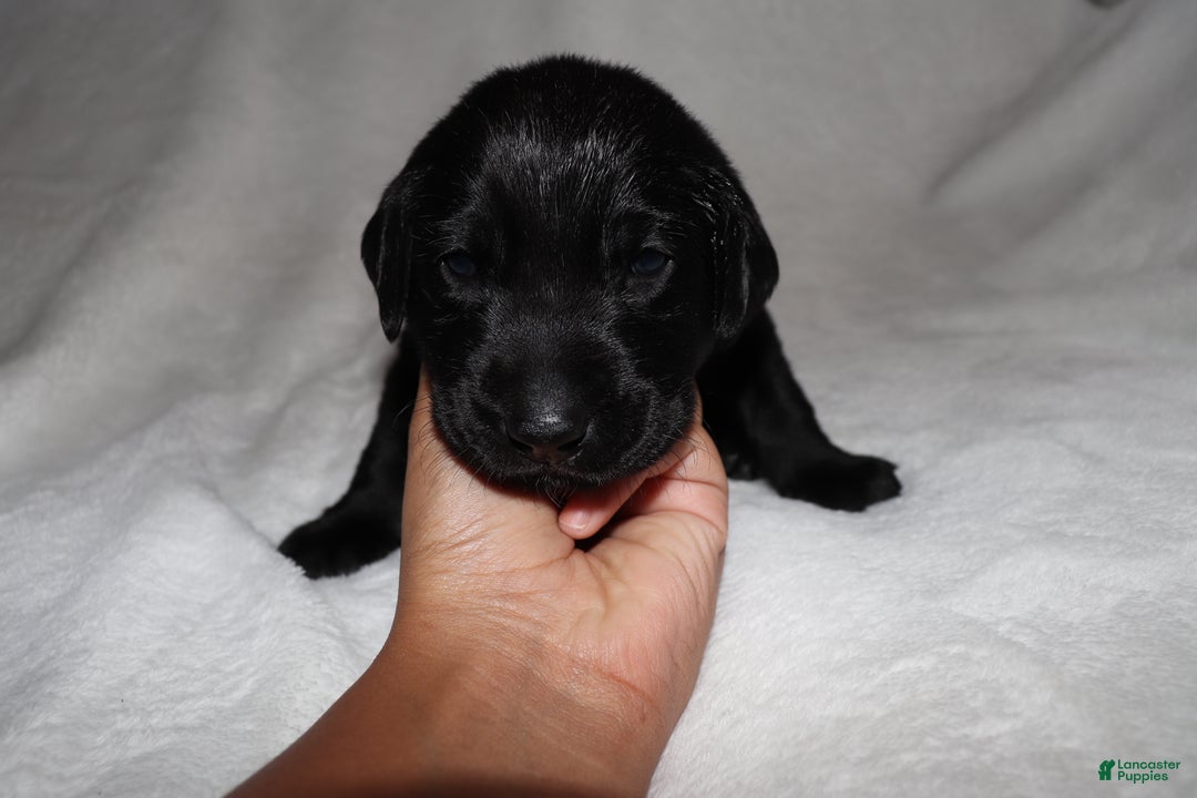 Labrador Retriever dogs for sale: Maggie - Ad 1