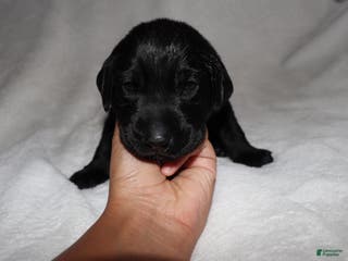 Labrador Retriever dogs Maggie - Ad 18