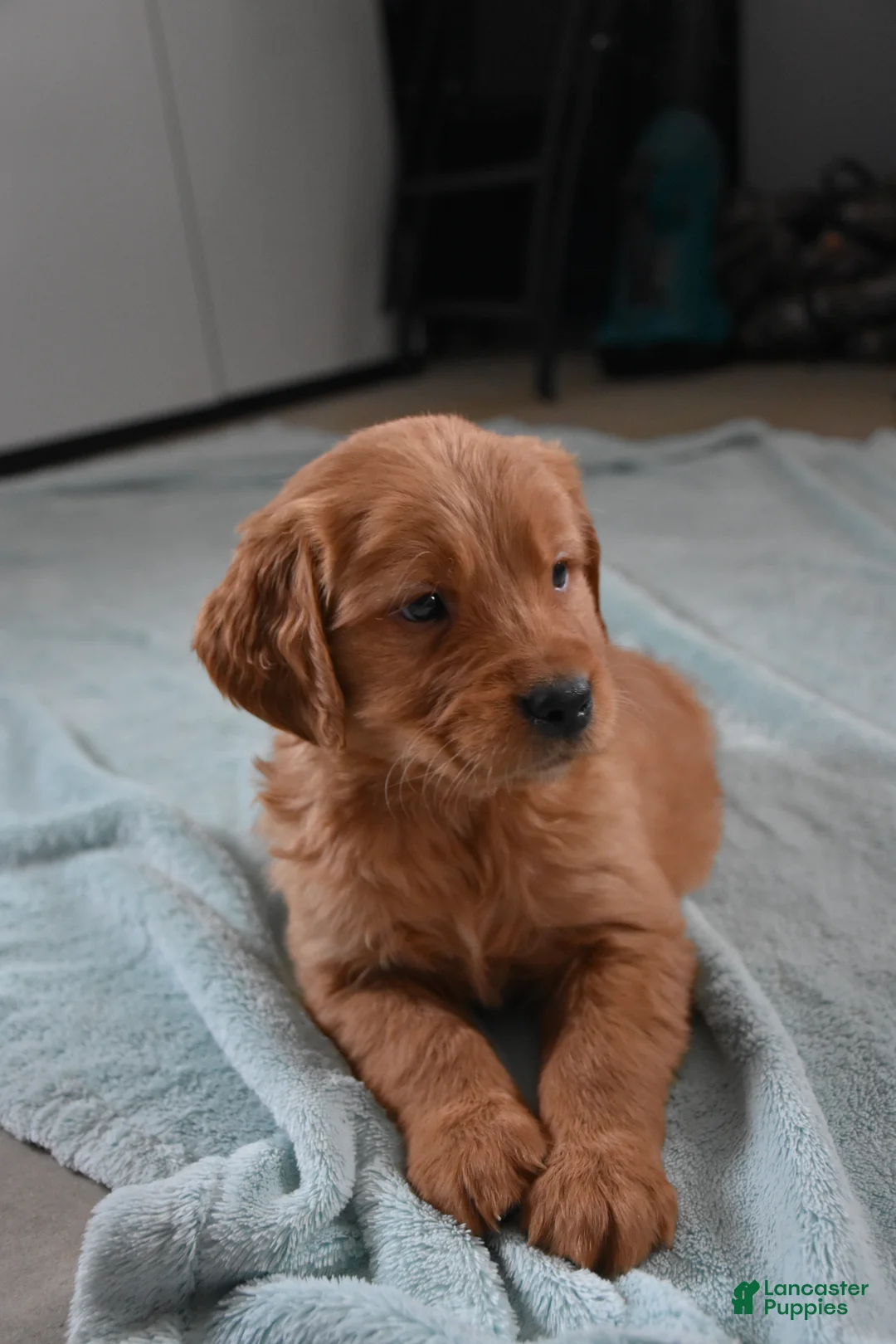 Golden Retriever dogs for sale: Dallas Genetic/OFA - Ad 1
