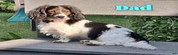 Miniature Dachshund dogs for sale: Cooper - Ad 8
