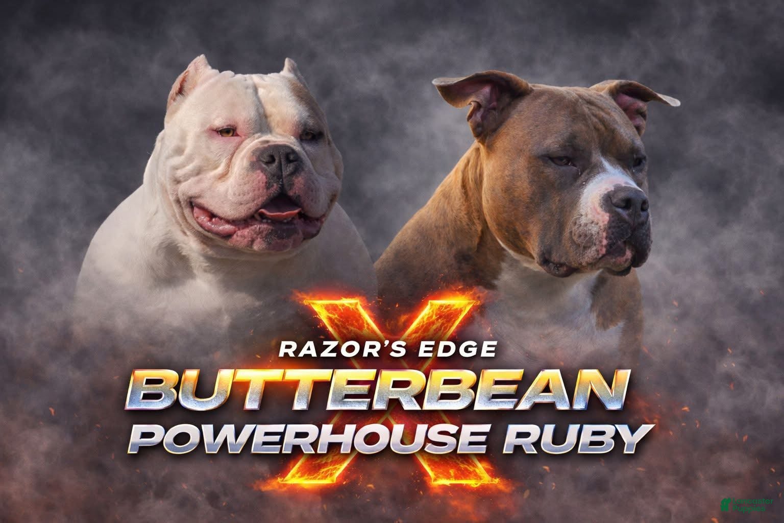 American Bully dogs Buffalo Bill - Ad 2