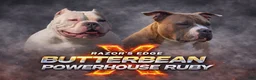American Bully dogs for sale: Buffalo Bill - Ad 2