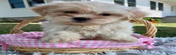 Teddy Bear dogs for sale: Cora - Ad 6