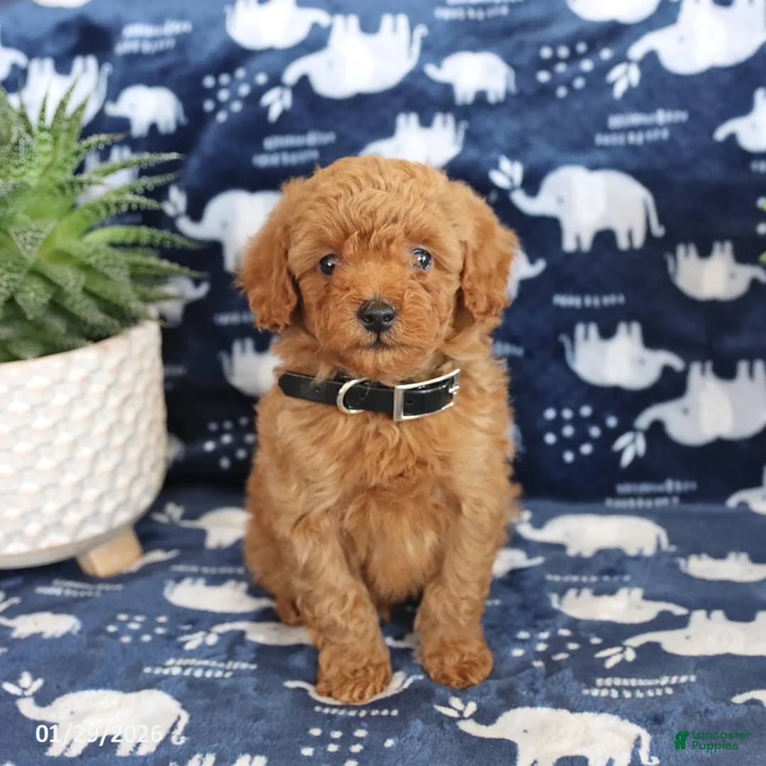 Miniature Poodle dogs for sale: Oscar - Ad 3