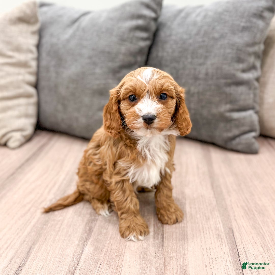 Cavapoo dogs for sale: Rocket - Ad 1