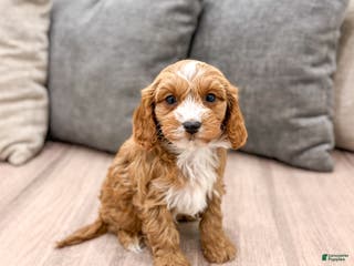 Cavapoo dogs Rocket - Ad 6