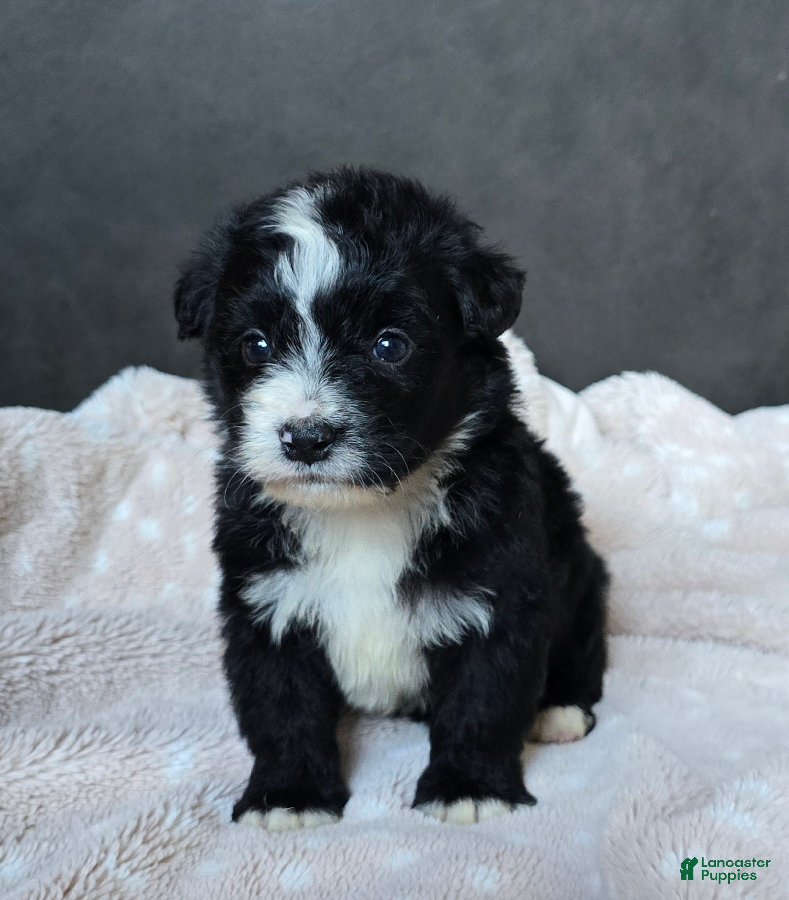 Mini Bernedoodle dogs Mini Wanda - Ad 2