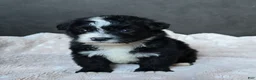 Mini Bernedoodle dogs for sale: Mini Wanda - Ad 2