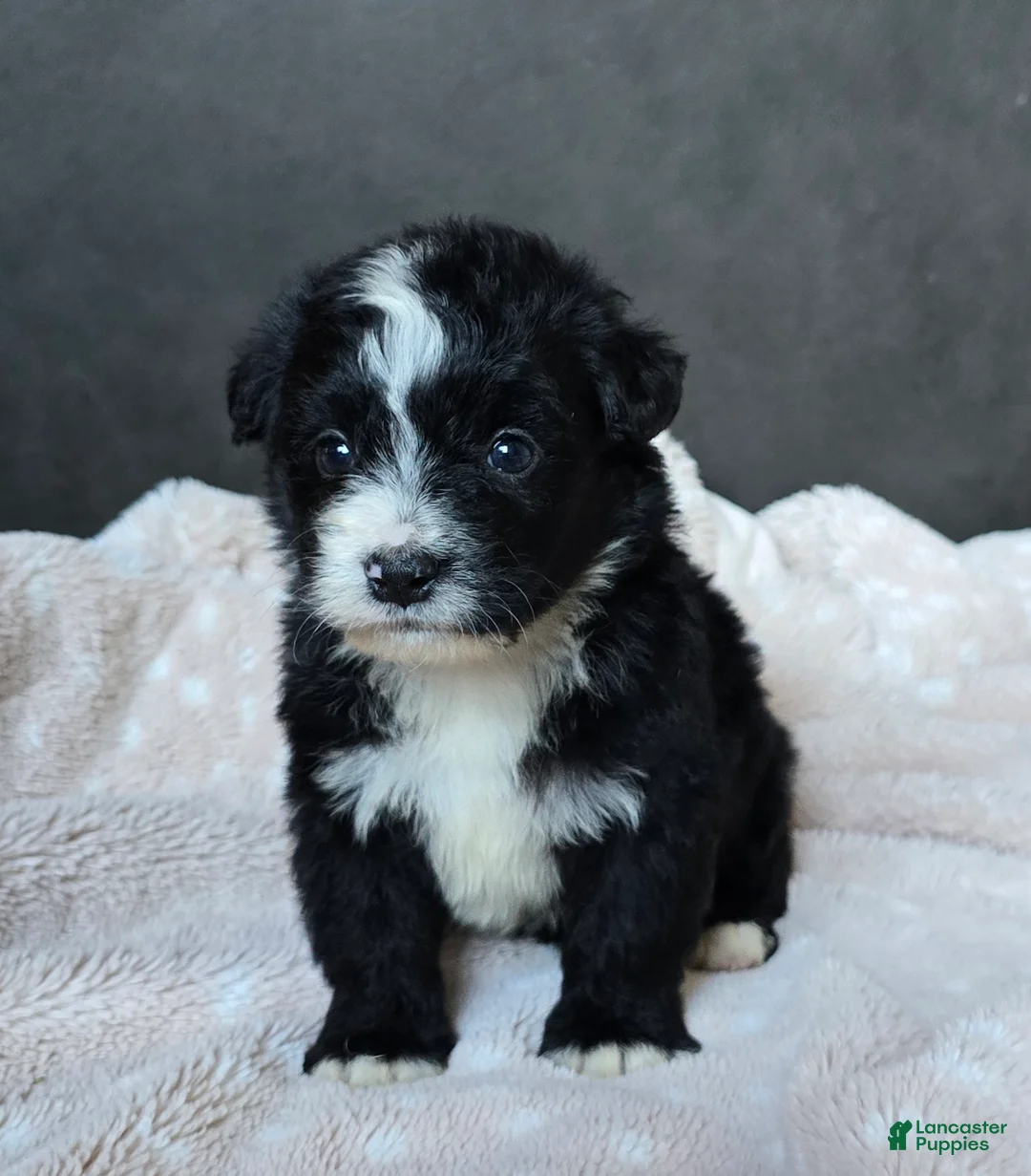 Mini Bernedoodle dogs for sale: Mini Wanda - Ad 2