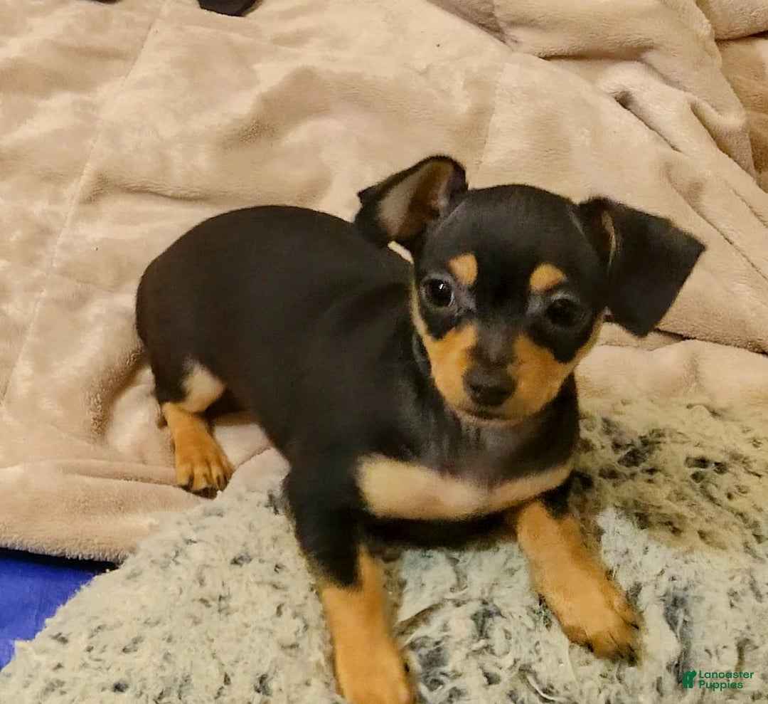 Gallery Image {{count}}