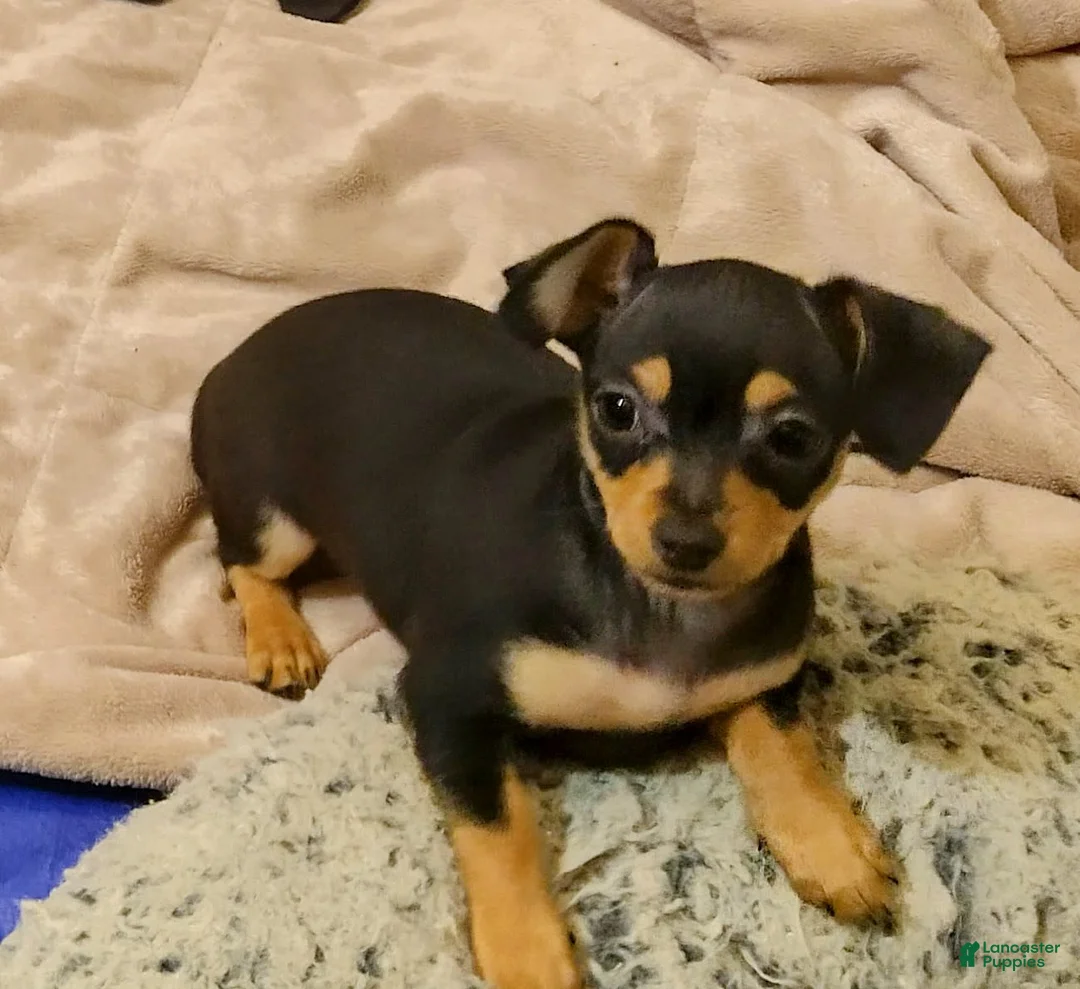 Gallery Image {{count}}