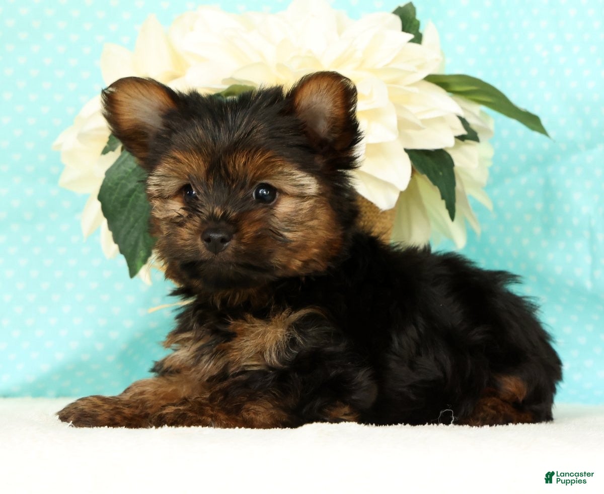 Yorkshire Terrier dogs Benji - Ad 2