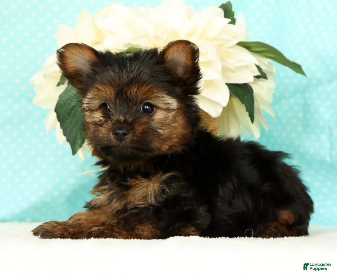 Yorkshire Terrier dogs for sale: Benji - Ad 2