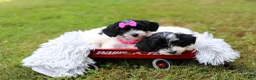 Maltipoo dogs for sale: Cosmo - Ad 16