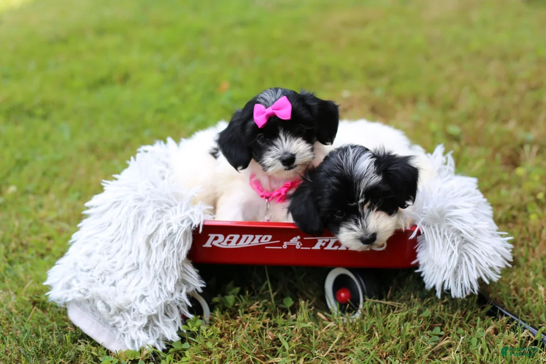 Maltipoo dogs for sale: Cosmo - Ad 16