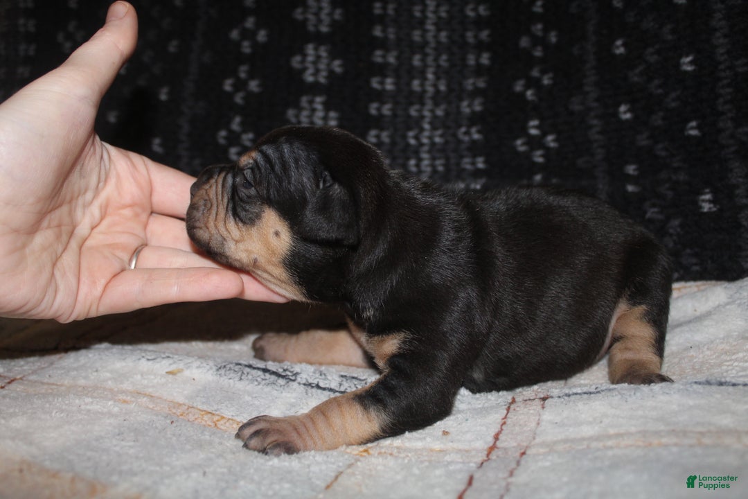 American Bully dogs for sale: Sass - Ad 3