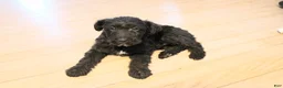 Mixed Breed dogs for sale: Echo - Ad 48