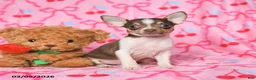 Chihuahua dogs for sale: Clover - Ad 1