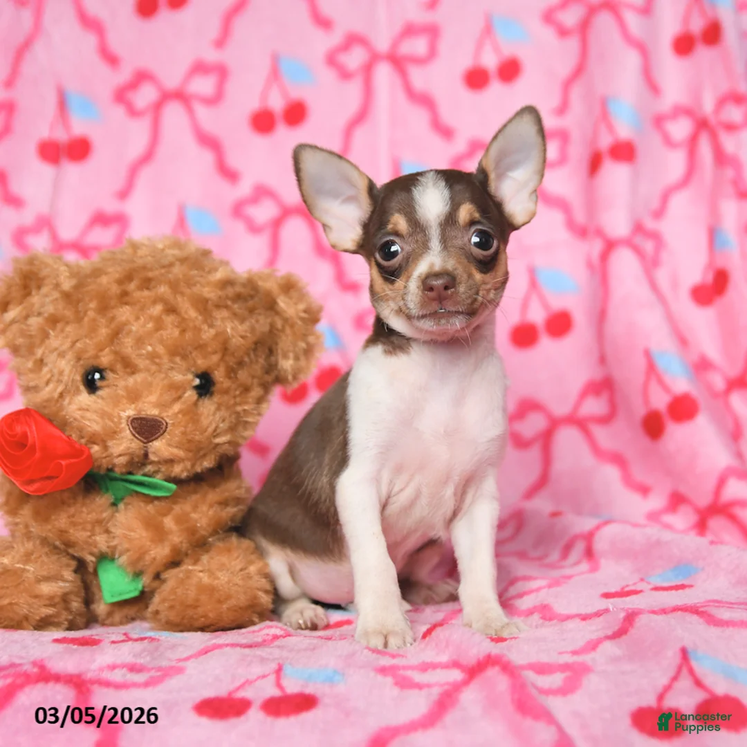 Chihuahua dogs for sale: Clover - Ad 1