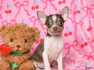 Chihuahua dogs for sale: Clover - Ad 1