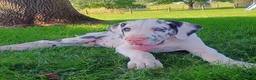 Great Dane dogs for sale: Trenton - Ad 2