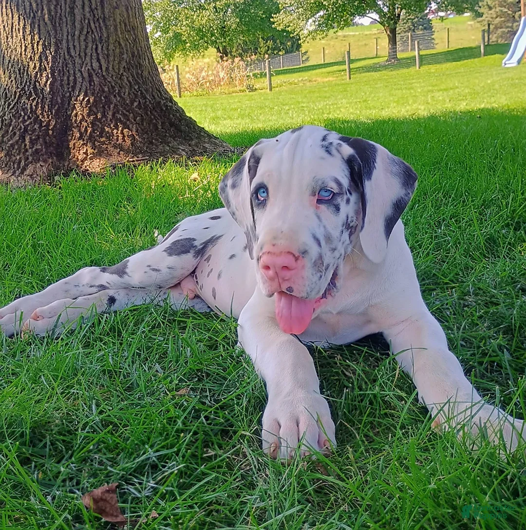 Great Dane dogs for sale: Trenton - Ad 2