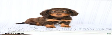 Bebe