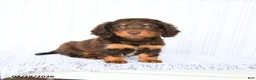 Miniature Dachshund dogs for sale: Bebe - Ad 1