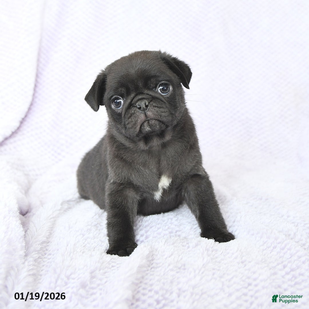 Pug dogs for sale: Whisper - Ad 4