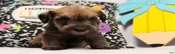 Mixed Breed dogs for sale: Chewpy - Ad 3