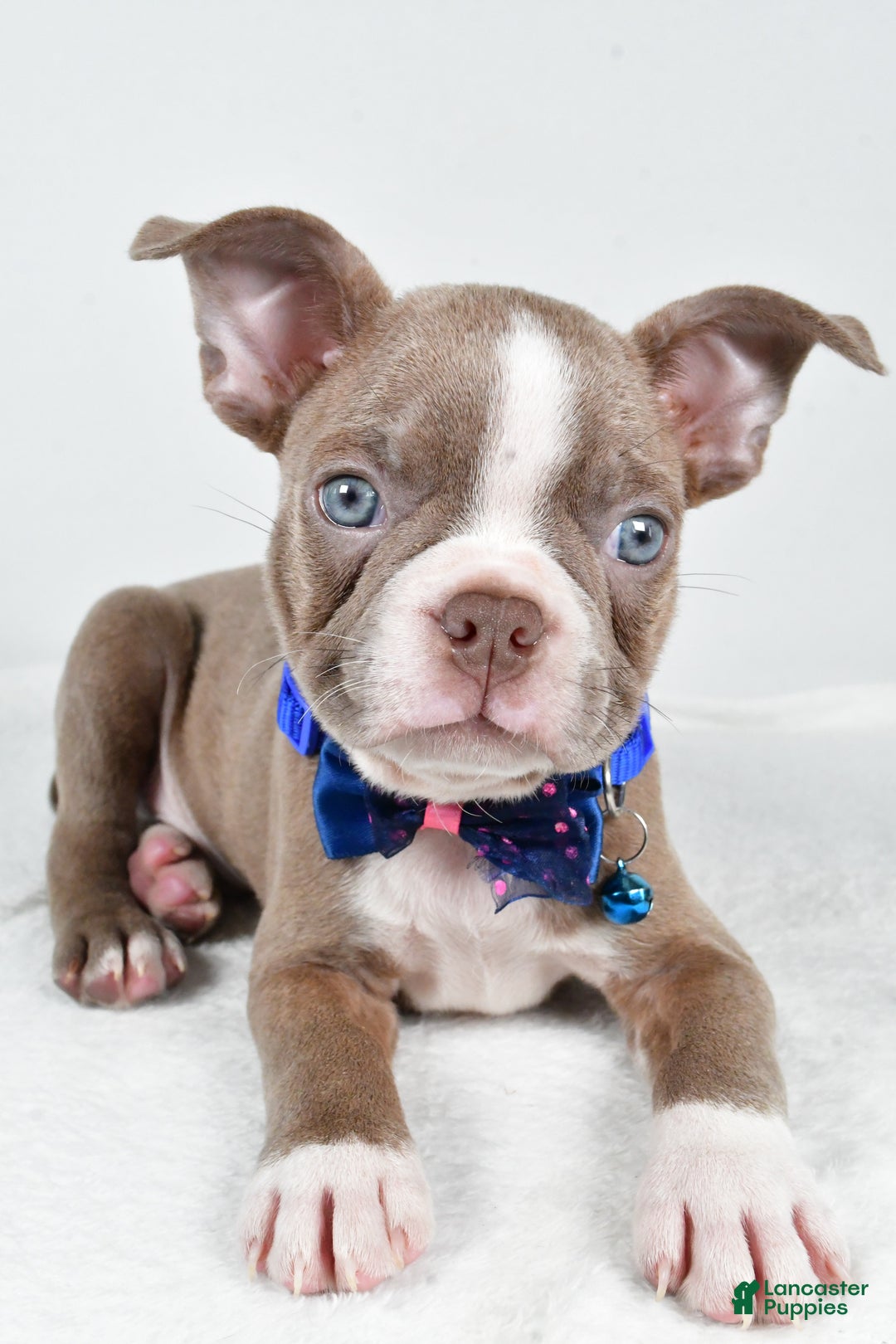 Boston Terrier dogs for sale: Yale - Ad 7