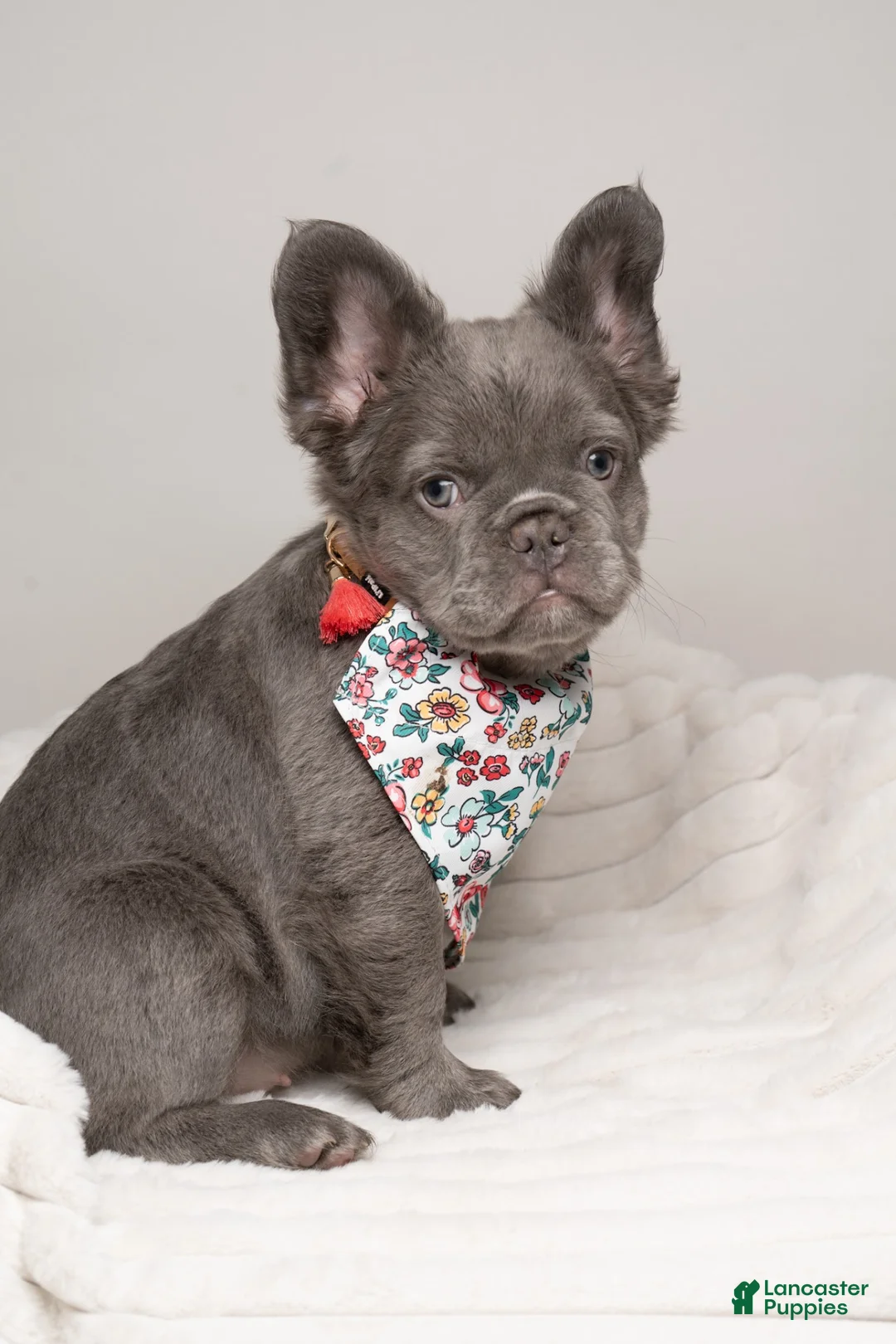 French Bulldog dogs for sale: MANGO - Ad 25