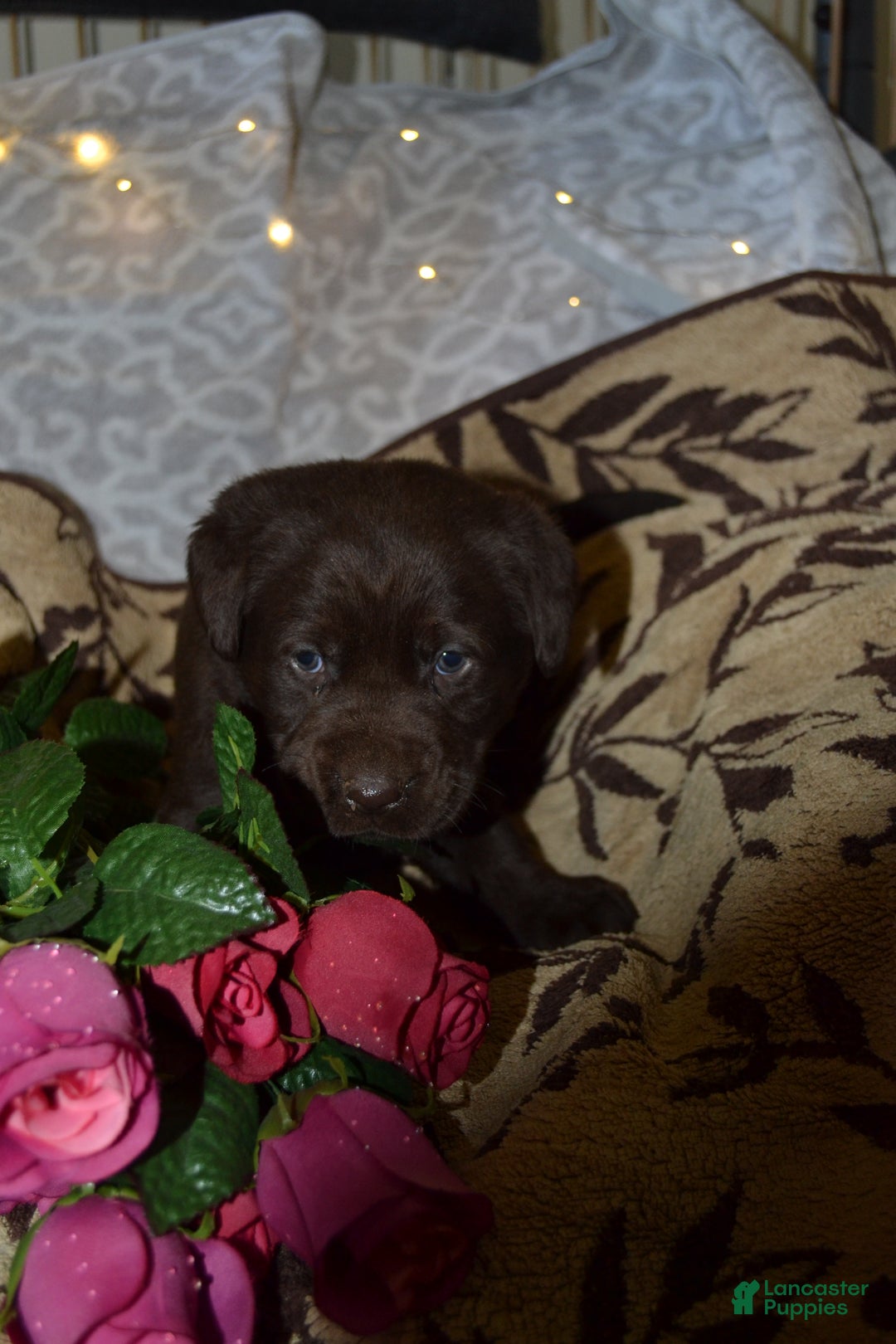 Labrador Retriever dogs for sale: Megan - Ad 3