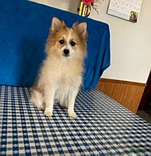 Pomsky dogs Ruby - Ad 1
