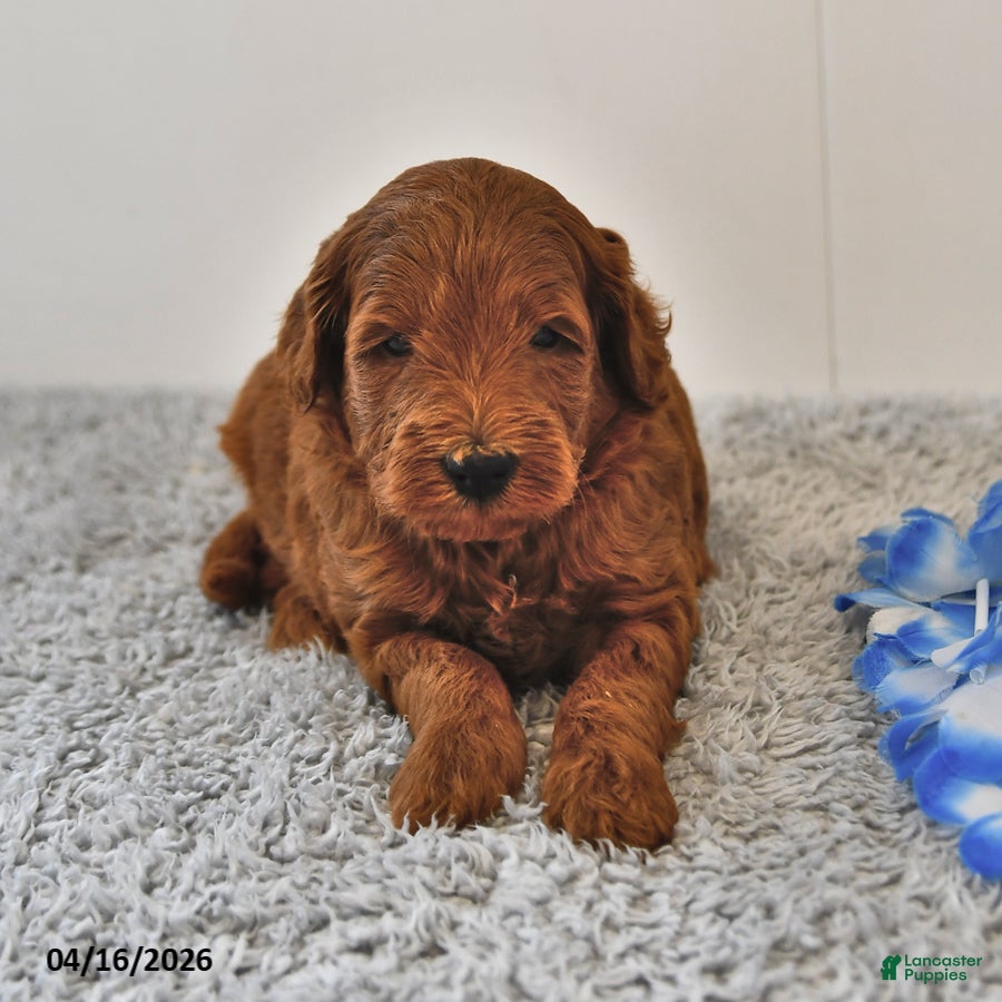 Mini Goldendoodle dogs for sale: Sawyer - Ad 4