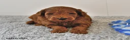 Mini Goldendoodle dogs for sale: Sawyer - Ad 7