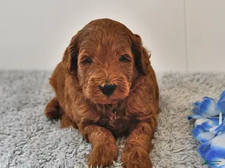 Mini Goldendoodle dogs for sale: Sawyer - Ad 4