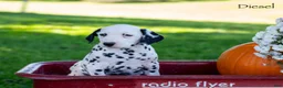 Dalmatian dogs for sale: Deisel - Ad 3
