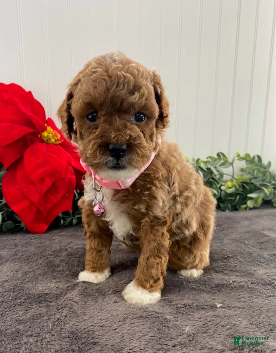 Toy Poodle dogs for sale: Honey - Ad 1