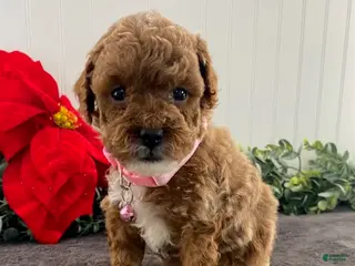 Toy Poodle dogs Honey - Ad 36