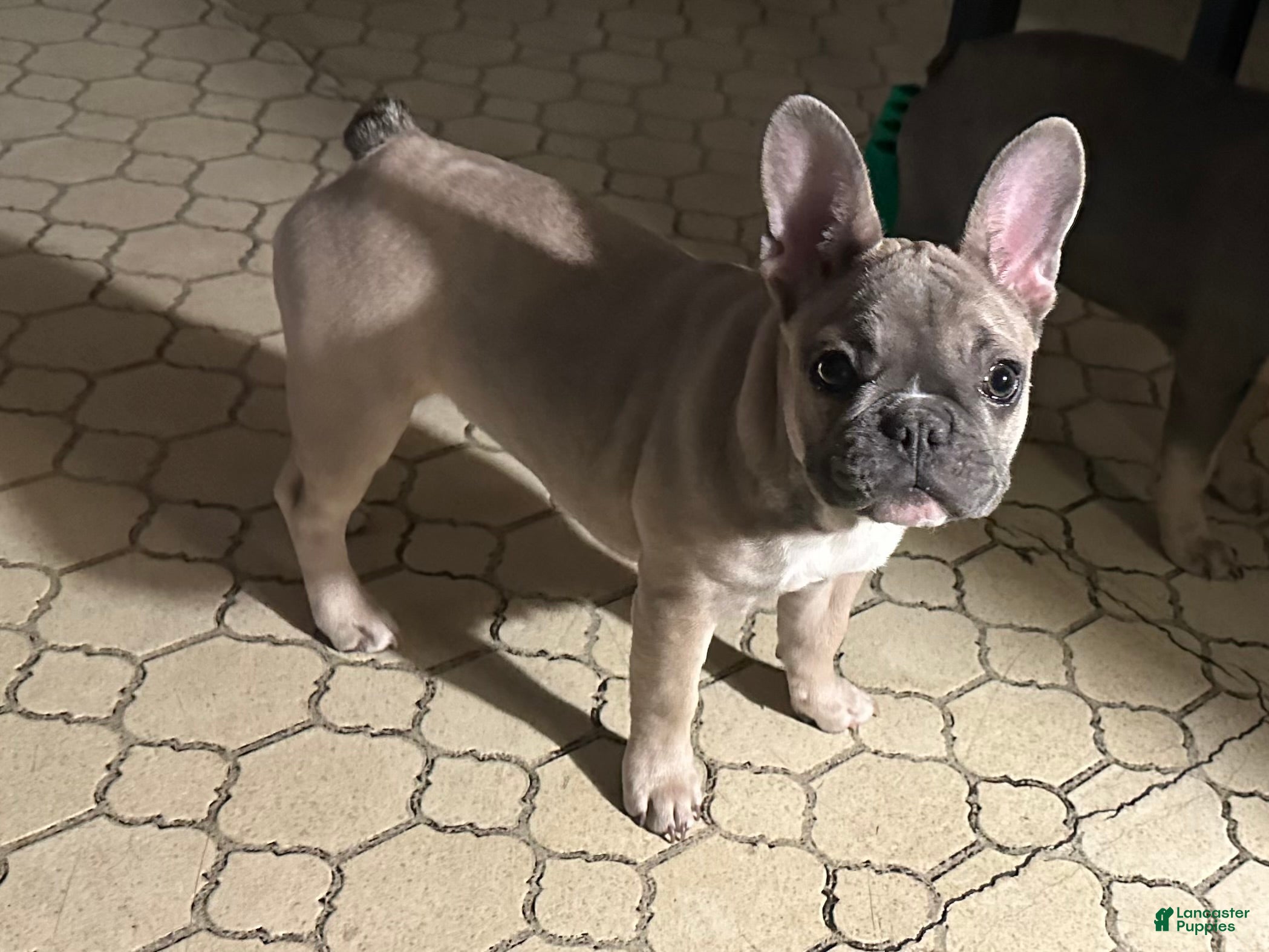 French Bulldog dogs Princess - Ad 35