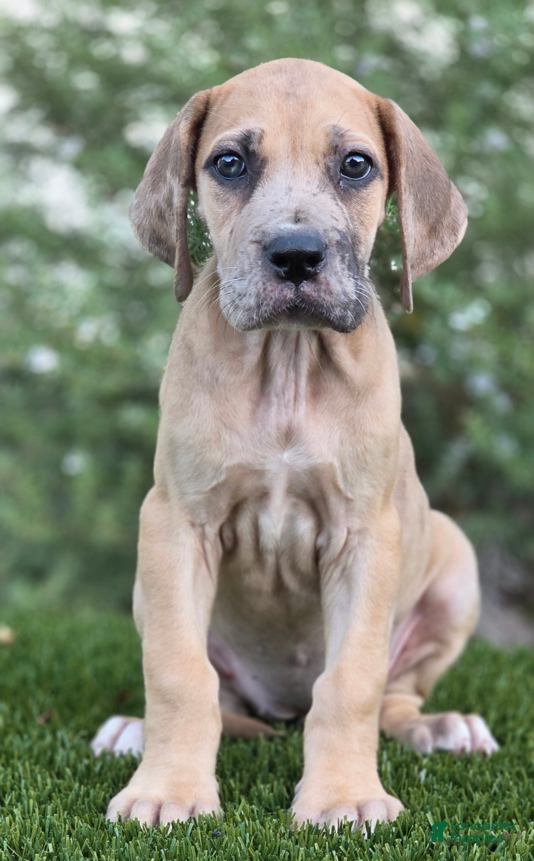 Great Dane dogs Great Dane 2 - Ad 28